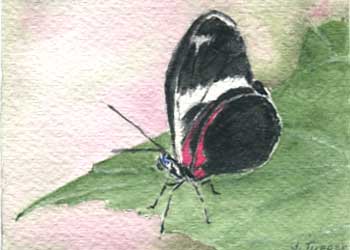 "Resting Butterfly" by Jean Tupper, McFarland WI - Watercolor - SOLD